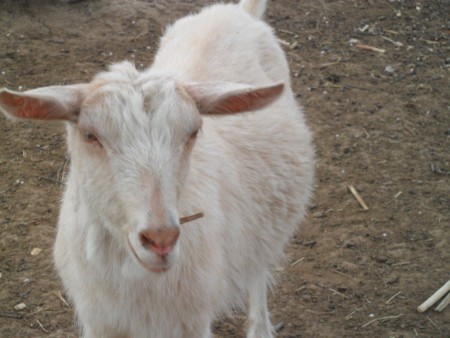 Mici az első kecském