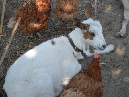 Emese, Húsvétra kaptam