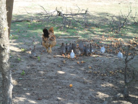 A pótanyával a kicsik
