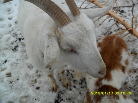 Gizi