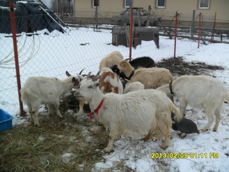 a nyáj