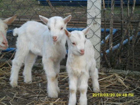 Mici kicsinyei
