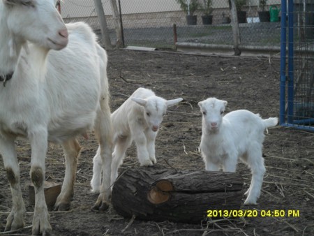 Gizi kicsinyei